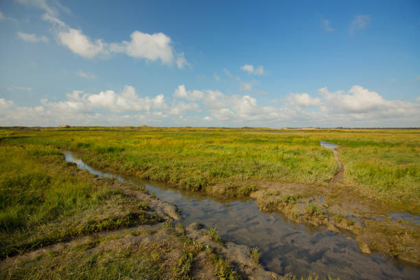 istock View at Het Zwin wildlife reservation , Belgium 1962327602