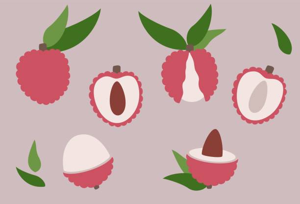 4,500+ Litchi Illustrations - iStock