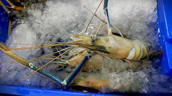 River prawns soaked on ice