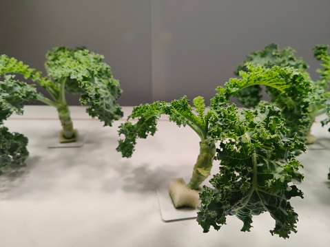 Kale vegetable growing in hydroponic environment