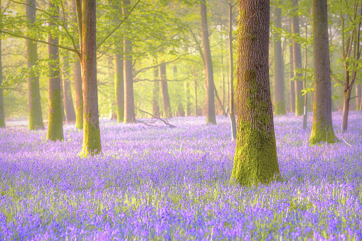 Amidst a tranquil English beech tree forest, a gentle mist and soft sunlight create a dreamlike ambiance. The delicate bluebells add a touch of enchantment, casting a calming and peaceful spell over the woodland. A serene and misty embrace of nature's beauty in the heart of the Dorset countryside or Belgium