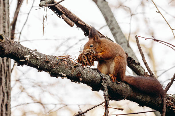 Squirrel in the garden