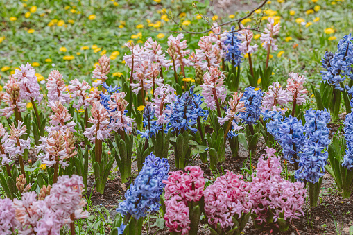 Scenic hyacinth flowers with delicate petals close up, floral background