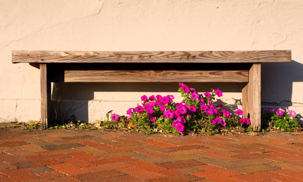 Wooden bench agains an off white concrete wall with pink petunia flowers blooming underneath