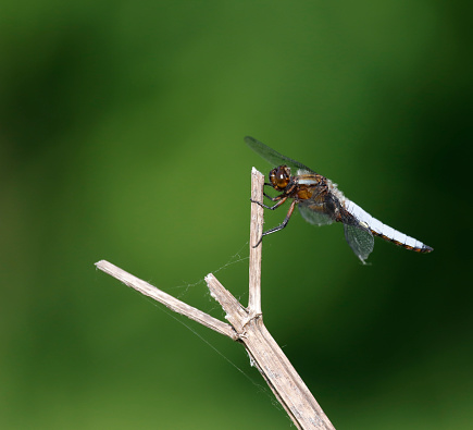 Tot 39-48mm, Ab. 22-31mm, Hw 32-38mm.
General: A large, pale blue male of this species, aggressively defending a garden pond or small natural pool, is a familiar sight in much of our area.
The abdomen shape and four large black areas at the wing bases instantly distinguish this species.
Habitat: A wide range of mostly stagnant waters, especially favouring those that are small, shallow, sunny and bare, such as cattle drinking pools or quarry lakes.
Flight Season: From late April to mid September, most abundant in May and June.
Distribution: Among the commonest species in much of Europe, extended to central Asia. A strong flier that is often the first species to claim newly created or cleared habitats.

This Picture is made during a Vacation in Bulgaria in May 2018.