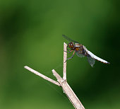 Broad-bodied Chaser Dragonfly (Libellula depressa) Male