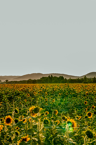 Field with sunflowers