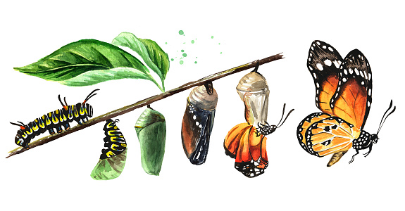 Butterfly metamorphosis development stages, caterpillar larva, pupa, adult insect set. Hand drawn watercolor illustration, isolated on white background