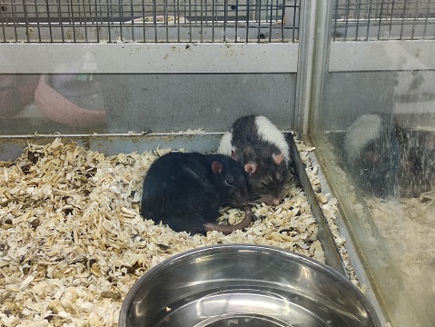 Rats sleep in the corner of the cage