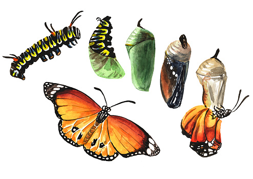 Butterfly metamorphosis development stages, caterpillar larva, pupa, adult insect. Hand drawn watercolor illustration isolated on white background