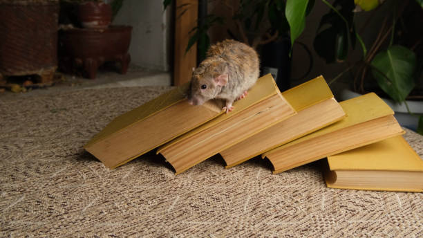istock The rat, old books, a curious animal. 1962402216