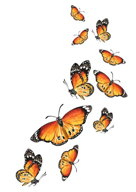 Vector illustration of Flying Butterflies. The concept of liberation, freedom, moving forward, change. Hand drawn watercolor illustration isolated on white background