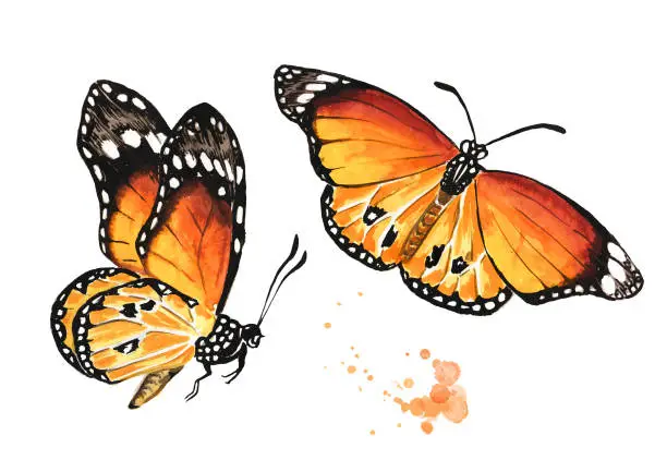 Vector illustration of Flying summer butterflies set. Hand drawn watercolor illustration isolated on white background