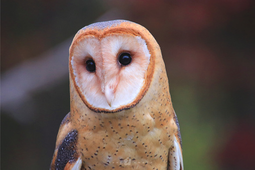Photography of a sitting Barn Owl up close