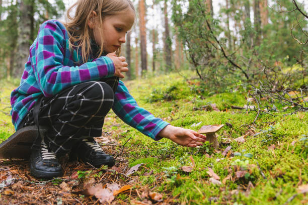 istock Child found penny bun mushroom in a forest 1962419632