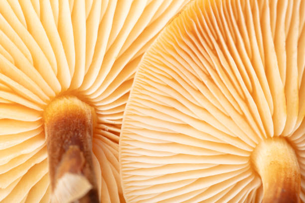 istock Winter honey fungus mushroom as a background. Macro 1962428052