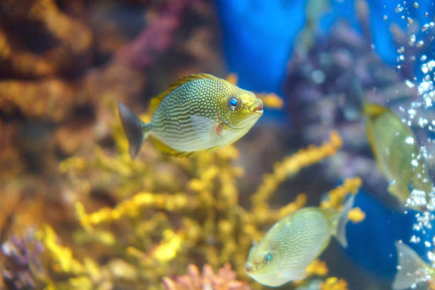 Yellow Spot Rabbitfish (Siganus guttatus) vibrant beauty of these sea-dwellers, adorned with yellow accents, gracefully navigating the sunlit waters.