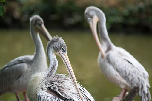Three great white pelicans, also known as eastern white pelicans, in St James's Park, London, UK