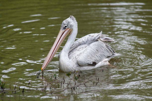 istock Pelican on the water 1962449662