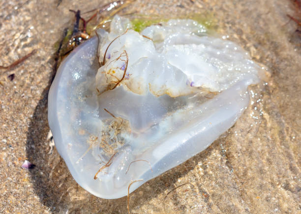 istock Jellyfish on the seashore. Close-up 1962466631