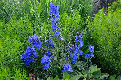 A green meadow adorned with vibrant candle larkspur