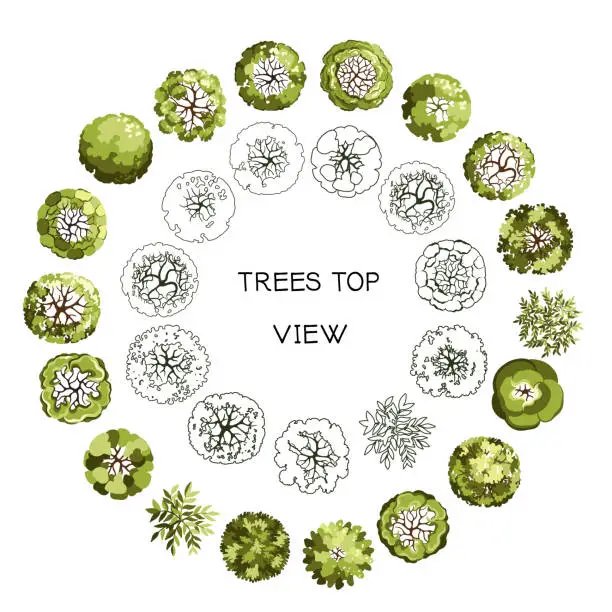 Vector illustration of Tree for architectural floor plans. Entourage design. Various trees, bushes, and shrubs, top view for the landscape design plan. Vector illustration.