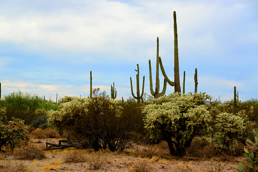 Saguaro cactus in Arizona desert at sunset at Saguaro National Park USA. This park is located near Tucson, Arizona. This giant cactus is the universal symbol of the American west. These majestic plants are found only in a small portion of the US. The part is in two parts. One on east side of Tucson and one on the west side.