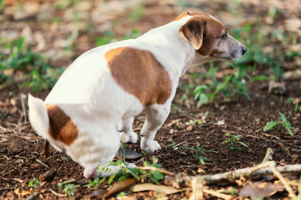 Jack russell terrier Pooping in public park