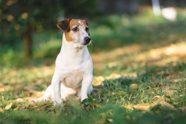 Enjoying sun shine day Walking the Dog Jack russell terrior in morning