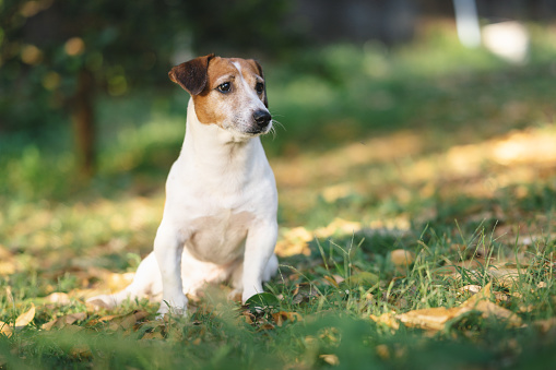 Lonely little dog of shiba inu breed sitting and waiting for owner at nature in park in autumn