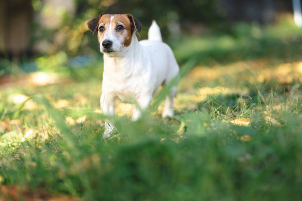 istock Walking with dog  jack russell terrier morning routine 1962495248