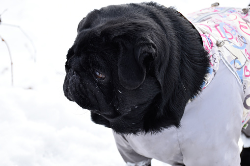 Close-up portrait of black pug against white snow landscape. Beautiful purebred pug girl weared in grey warm overalls. Intelligent muzzle, pensive gaze to the side.