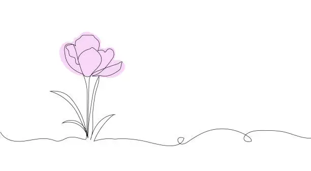 Vector illustration of saffron flower line art. Hand drawing. For background, card, invitation, print and other design