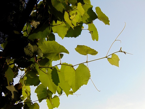 A beautiful view of green grapevine leaves.