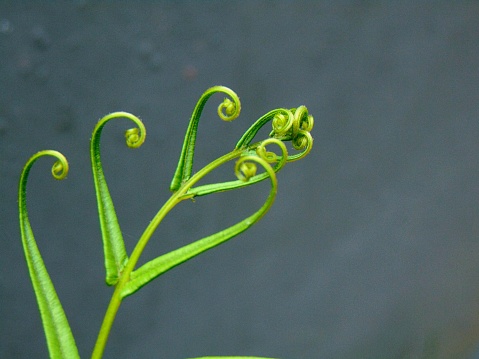 An exotic view of love-shaped Chinese ladder brake fern, Pteris vittata.