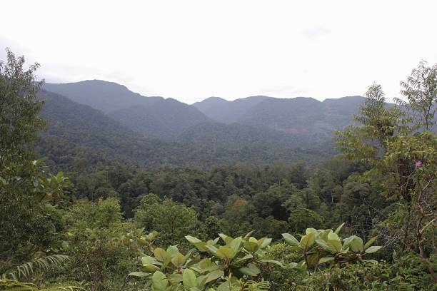 istock Scenic view of forest against sky, Aceh, Indonesia 1962505253