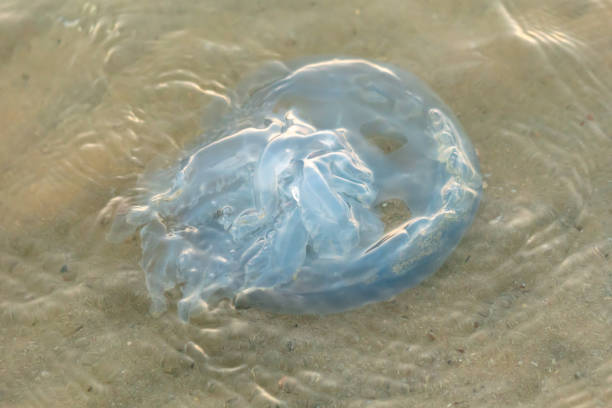 Jellyfish on the seashore at sunset.