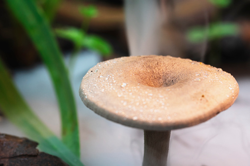 Macro photo of a mushroom.