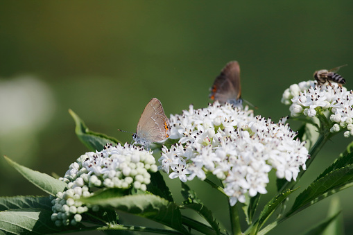 Satyrium acaciae, the sloe hairstreak, is a butterfly in the family Lycaenidae. \n\nDescription from Seitz:\nT. acaciae F. Smaller than true ilicis, hardly so large as esculi. Above uniformly dark brown, the male bearing 1-3, the female 2-5 small red anal spots. The line of white bars on the underside is straighter, being somewhat curved outward at the anal angle of the hindwing without forming a W. Male without scent-spot. \nLarva pale yellowish green or grass-green, with black head, two yellowish subdorsal lines and, further laterad, small pale oblique spots; in May adult on blackthorn, especially small bushes which grow on sunny slopes: the larva can be obtained by beating. The butterflies have very definite haunts which are widely dispersed throughout the distribution area and often of very limited extent ; they occur particularly on rocky slopes, with blackthorn hedges and exposed to the full force of the sun, in June, showing a preference for resting on Umbellifers. \nFlight Season:\nSatyrium acaciae has just one Generation and flies from June until July.\nDistribution:\nParticularly in Central Europe. From South France to Asia Minor and Transcaucasia. \nThe distribution of the sloe hairstreak ranges from 49° N in France and 51° N in Germany and Poland. It is absent from southern Italy, the Mediterranean islands, Portugal and Spain except for the Montes Universales and the north (source Wikipedia). \n\nThis Picture is made during a Vacation in Bulgaria in May 2018.