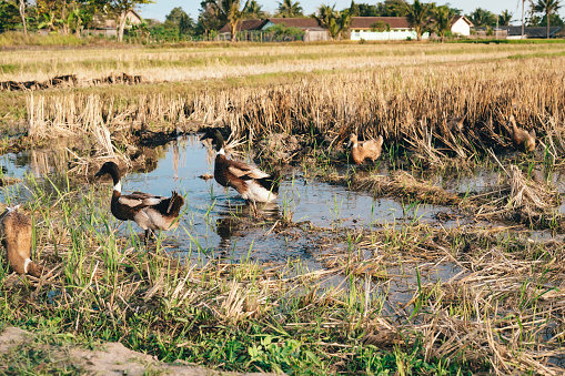 group of duck walking in the paddy field