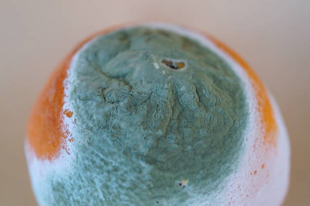 Rotten orange covered with mold close-up. Spoiled food.