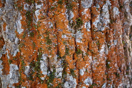 Tree bark close-up. A textural image. Wooden background.