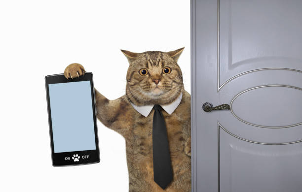 istock Cat with smartphone near door 1962537916