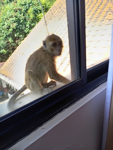 A monkey cub In front of the window