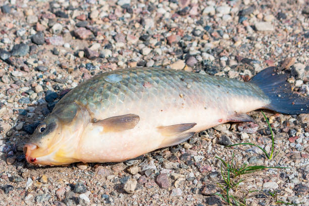 Shot of a river trout bending on a fishing line, River and forest behind.  Taken during summer, in Quebec, Canada, during the day.