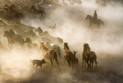 Kayseri, Turkey, May 5, 2017: A cowboy on horseback chasing horses and his dog next to him