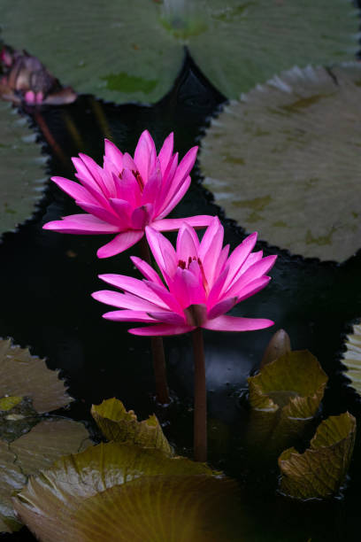 istock Pink water lily in the pond 1962552222
