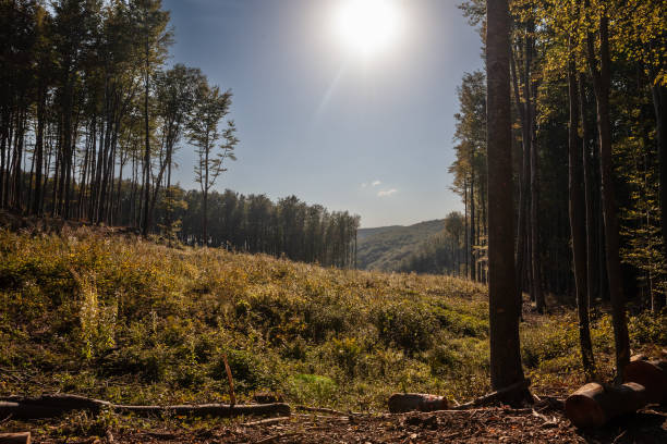 Picture of a logging camp in Papuk mountains in Croatia. Papuk Nature Park is located in the mountainous forest areas of Papuk , and was declared a nature park on April 23, 1999 panorama de un campamento maderero croata, un sitio maderero en un bosque en el parque natural de papuk, utilizado para explotar los recursos madereros, cortar árboles y producir productos forestales. papuk es una montaña y una reserva natural.