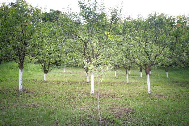 Picture of a cherry tree, taken in a garden producing fruits. Prunus cerasus (sour cherry, tart cherry, or dwarf cherry) is a species of Prunus in the subgenus Cerasus (cherries), native to much of Europe, North Africa and West Asia. It is closely related to the sweet cherry (Prunus avium), but has a fruit that is more acidic. Its sour pulp is edible.