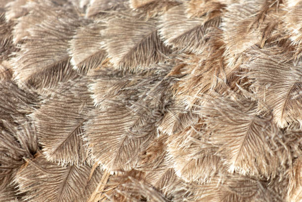 istock Gray feathers on an ostrich as an abstract background. Texture 1962565668